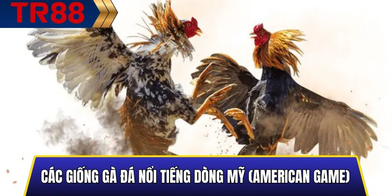 Các Giống Gà Đá Nổi Tiếng: Tổng Hợp Chi Tiết & Đáng Tin Cậy 2 Các Giống Gà Đá Nổi Tiếng dòng Mỹ (American Game)