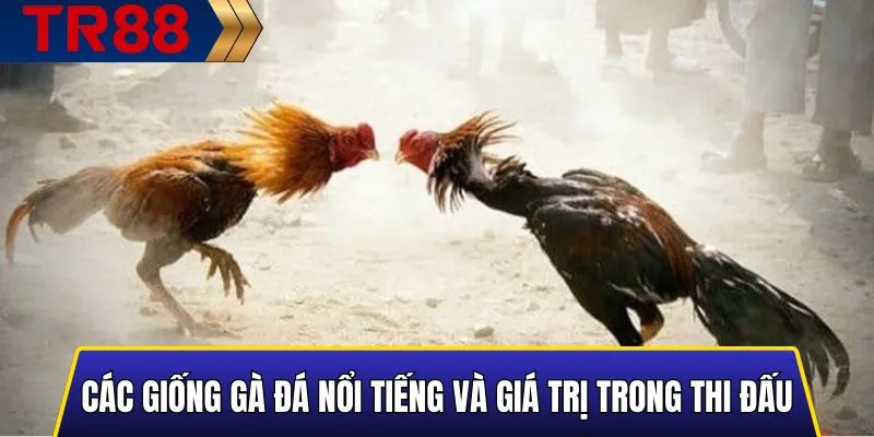 Các Giống Gà Đá Nổi Tiếng: Tổng Hợp Chi Tiết & Đáng Tin Cậy 3 Tổng quan các giống gà đá nổi bật và giá trị thực chiến
