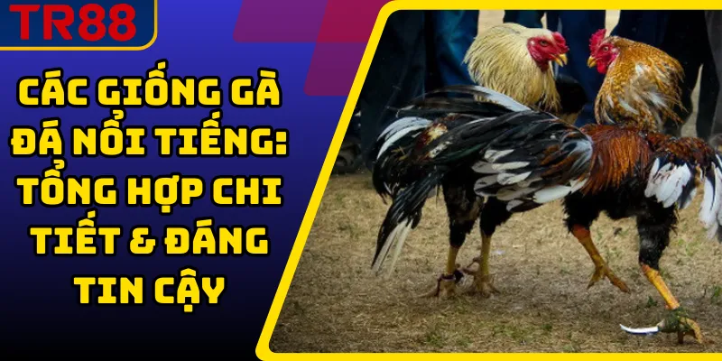 Các Giống Gà Đá Nổi Tiếng: Tổng Hợp Chi Tiết & Đáng Tin Cậy 1 Các Giống Gà Đá Nổi Tiếng
