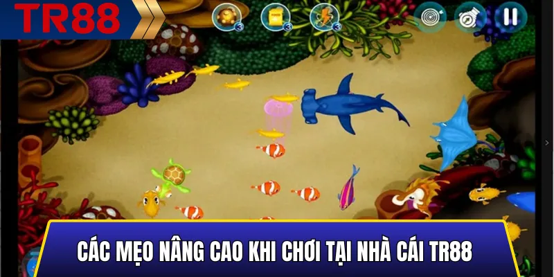 Bí kíp săn cá vàng và cá hiếm trong TR88 hiệu quả nhất 3 Mẹo nâng cao giúp săn cá hiệu quả tại TR88