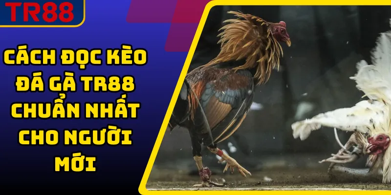 Cách Đọc Kèo Đá Gà TR88 Chuẩn Nhất Cho Người Mới 1 Cách Đọc Kèo Đá Gà TR88