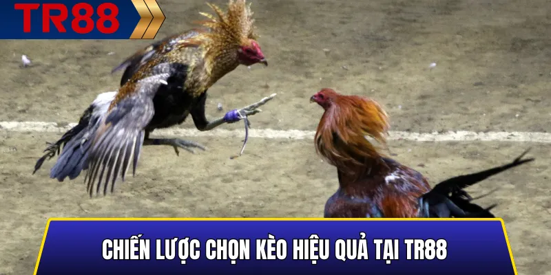Hướng dẫn chọn kèo đá gà hiệu quả tại TR88