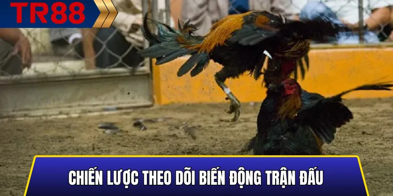 Phân tích biến động trận đấu khi đá gà TR88