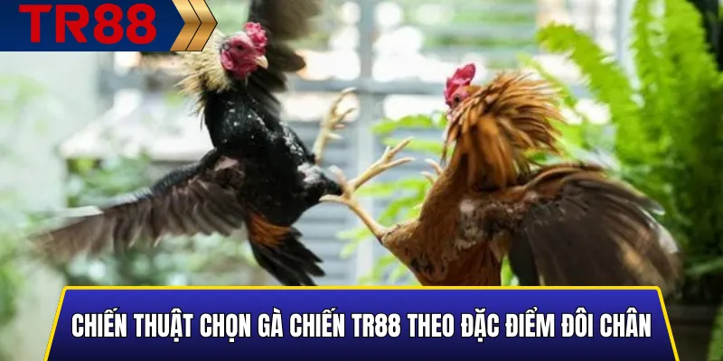 Phân tích đặc điểm đôi chân khi chọn gà chiến TR88