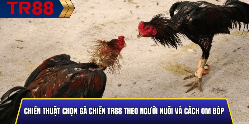 Chiến Thuật Chọn Gà Chiến TR88 theo người nuôi và cách om bóp