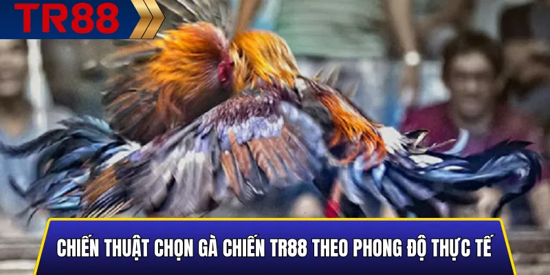 Nhận diện phong độ thực tế của gà chiến TR88