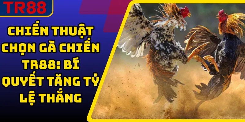 Chiến Thuật Chọn Gà Chiến TR88