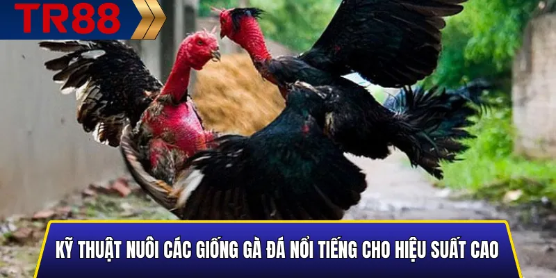 Các Giống Gà Đá Nổi Tiếng: Tổng Hợp Chi Tiết & Đáng Tin Cậy 4 Các kỹ thuật nuôi gà đá giúp tăng thể lực và hiệu suất thi đấu