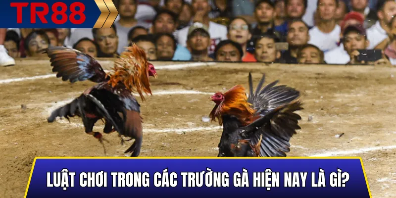 Luật Chơi Trong Các Trường Gà Hiện Nay: Quy Định Mới 2 Tổng quan về luật chơi trong các trường gà hiện nay