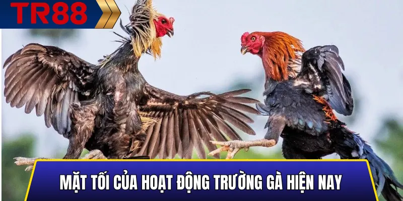 Luật Chơi Trong Các Trường Gà Hiện Nay: Quy Định Mới 4 Mặt trái và rủi ro của các hoạt động trường gà