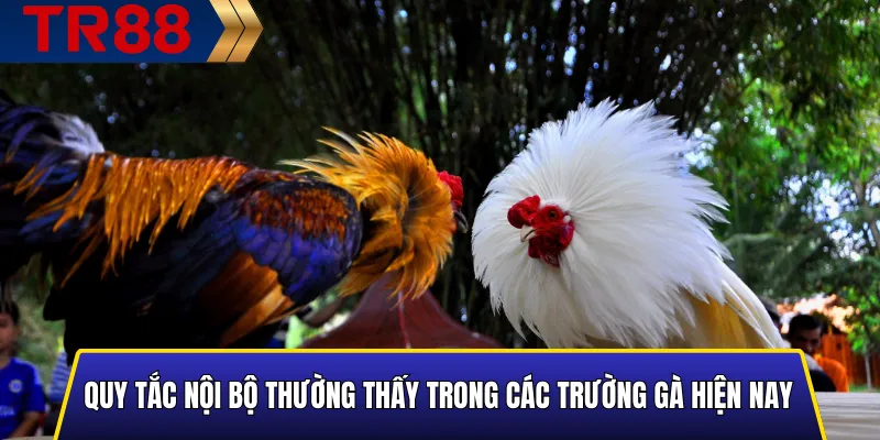 Luật Chơi Trong Các Trường Gà Hiện Nay: Quy Định Mới 3 Các quy tắc nội bộ phổ biến trong trường gà