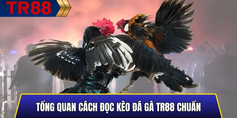 Cách Đọc Kèo Đá Gà TR88 Chuẩn Nhất Cho Người Mới 2 Hình minh họa tổng quan cách đọc kèo đá gà TR88 chuẩn dành cho người mới