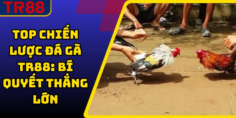 Top Chiến Lược Đá Gà TR88: