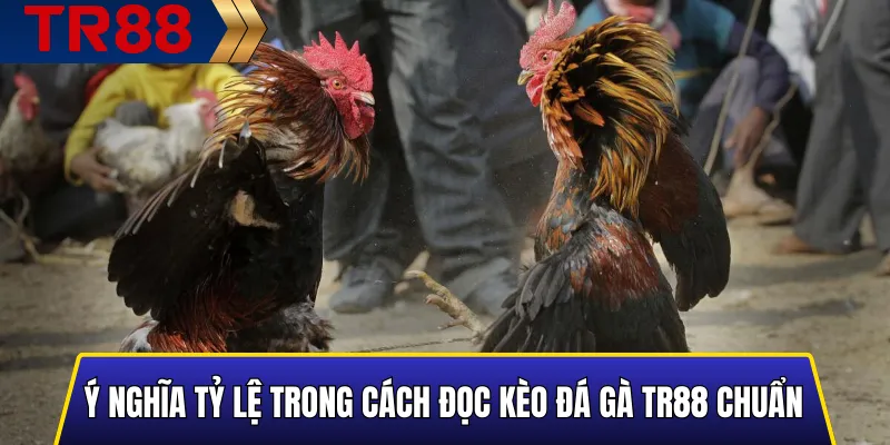 Cách Đọc Kèo Đá Gà TR88 Chuẩn Nhất Cho Người Mới 3 Ý nghĩa tỷ lệ trong Cách Đọc Kèo Đá Gà TR88 Chuẩn