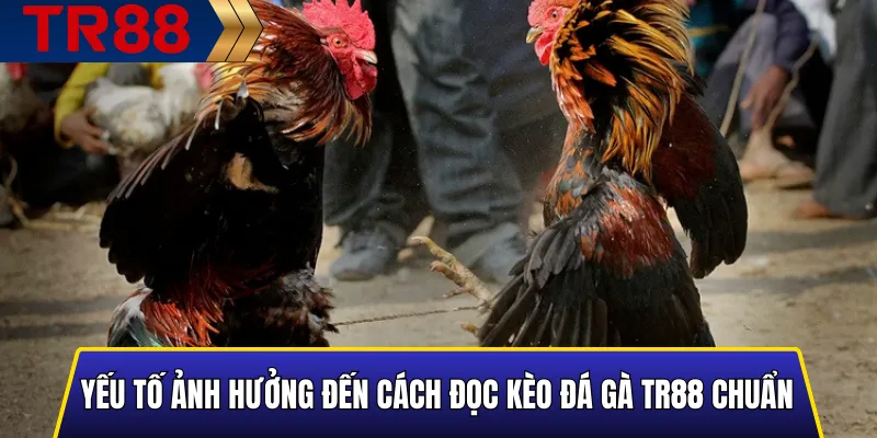Cách Đọc Kèo Đá Gà TR88 Chuẩn Nhất Cho Người Mới 4 Các yếu tố tác động đến cách đọc kèo đá gà TR88 chuẩn